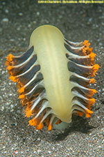 sea pen